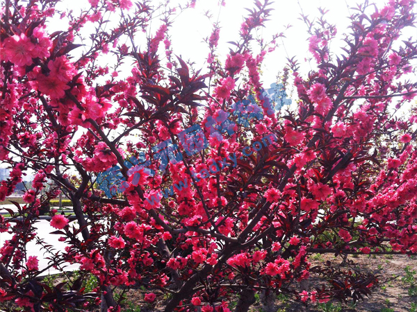 �c���鿴Ԕ����Ϣ���}������ ��x�Δ���2330