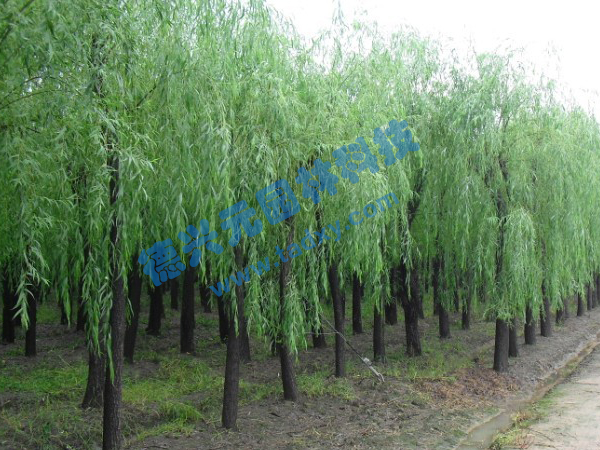 �c���鿴Ԕ����Ϣ���}������ ��x�Δ�(sh��)��2387