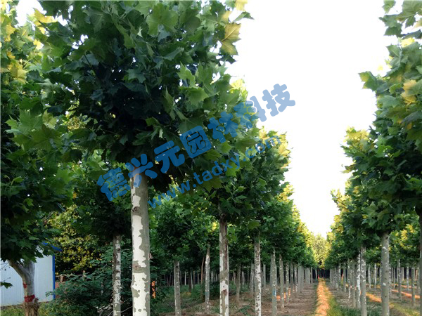 �c���鿴Ԕ����Ϣ���}����ͩ ��x�Δ�(sh��)��2394