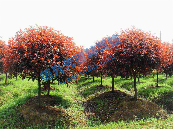 �c���鿴Ԕ����Ϣ���}���t�~ʯ骘� ��x�Δ�(sh��)��2691