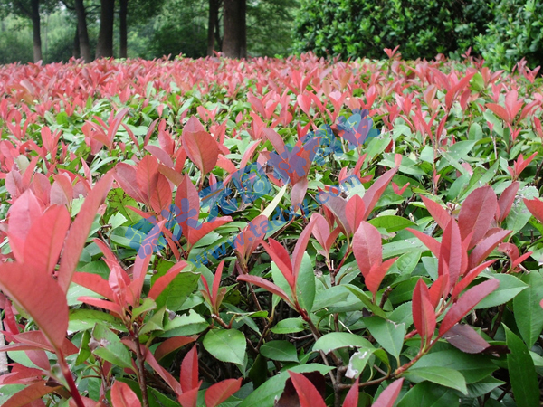 �c���鿴Ԕ����Ϣ���}���t�~ʯ� ��x�Δ�(sh��)��2447