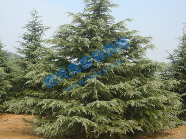 �c���鿴Ԕ����Ϣ���}��ѩ�� ��x�Δ���1941