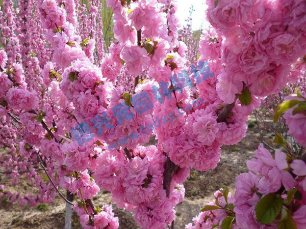 �c���鿴Ԕ����Ϣ���}���ѻ� ��x�Δ���1990