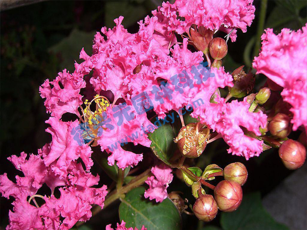 �c���鿴Ԕ����Ϣ���}����ޱ ��x�Δ���1836