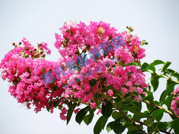 �c���鿴Ԕ����Ϣ���}����ޱ ��x�Δ���1933